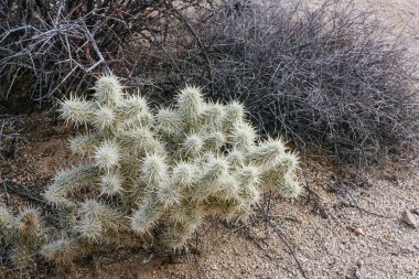 Joshua Tree Ulusal Parkı, CA, ABD - 30 Aralık 2012: Canlı Cholla Kaktüsü 'nün çöl topraklarında kahverengi kuru çalılarla çevrili yakın çekimi.