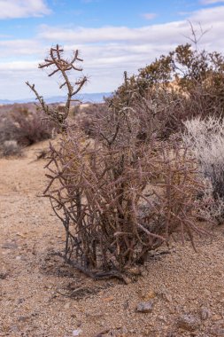 Joshua Tree Ulusal Parkı, CA, ABD - 30 Aralık 2012: Cholla kaktüsünün yakın çekimi çöl kumuna kurulmuş dev muhtaçlarla ve arkadaki diğer kurumuş bitkilerle kahverengiye döndü.
