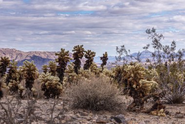 Joshua Tree Ulusal Parkı, CA, ABD - 30 Aralık 2012: Mavi bulutların altında çöl toprağında uzun ve kalın Cholla kaktüsü tarlası.