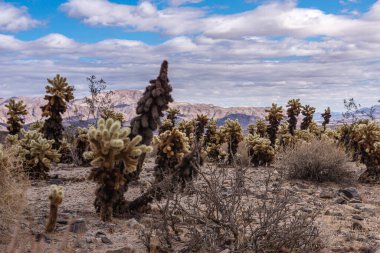 Joshua Tree Ulusal Parkı, CA, ABD - 30 Aralık 2012: Mavi bulutların altında çöl toprağında uzun ve kalın Cholla kaktüsü tarlası.