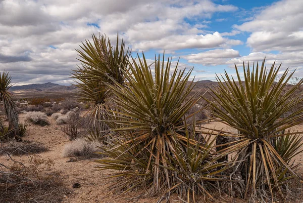 Joshua Tree National Park Usa Dezember 2012 Hohe Mojave Yucca — Stockfoto