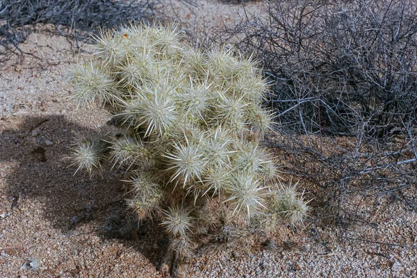 ジョシュアツリー国立公園 米国カリフォルニア州 2012年12月30日 白い針が砂漠の泥の中にセットされ 茶色の乾燥した低木が後ろにあるチョーヤサボテンの閉鎖 — ストック写真