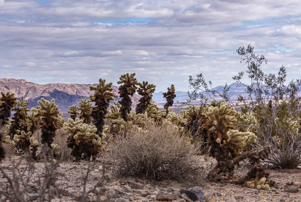 Joshua Tree National Park Diciembre 2012 Campo Cholla Cactus Grueso — Foto de Stock