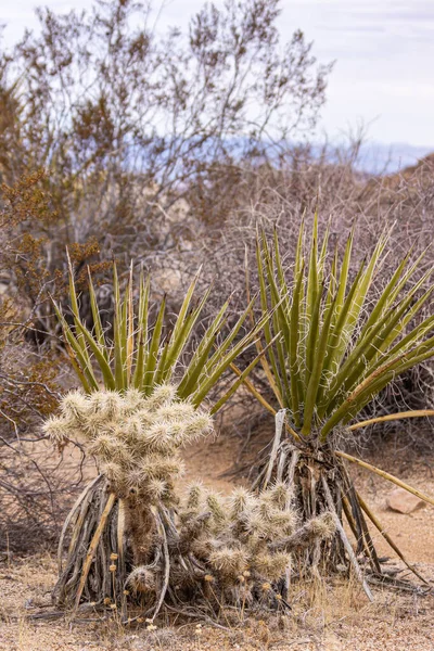Joshua Tree National Park, CA, USA - December 30, 2012: Closeup of Mojave Yucca duo and one Cholla Cactus on brown dirt with dried vegetation under gray cloudscape.