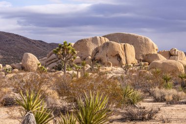 Joshua Tree Ulusal Parkı, CA, ABD - 30 Aralık 2012: Gün ışığı yoğun yağmurlu bulutların altında bej kayaların üzerine düşer.