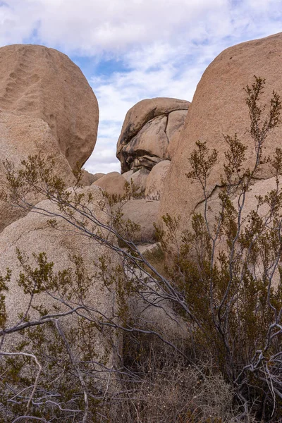 Joshua Tree National Park Usa December 2012 Κοντινό Πλάνο Του — Φωτογραφία Αρχείου