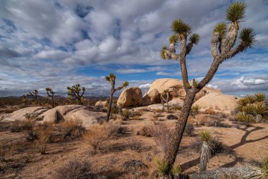 Joshua Tree Ulusal Parkı, CA, ABD - 30 Aralık 2012: Mavi bulutlar altında bej kayalar ve önde kurumuş çalılarla birleştirilmiş adaş ağacı çizgisi.