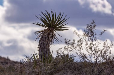 Joshua Tree Ulusal Parkı, CA, ABD - 30 Aralık 2012: Gri ve kurumuş sırt üzerindeki Mojave Yucca kaktüsü.