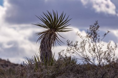 Joshua Tree National Park, CA, USA - December 30, 2012: Mojave Yucca cactus on gray and dried ridge under darkening stormy cloudscape. clipart