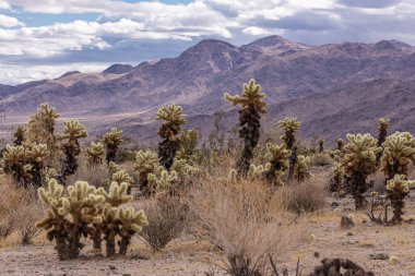 Joshua Tree Ulusal Parkı, CA, ABD - 30 Aralık 2012: Gri gökyüzünün altında kahverengi-gri dağ sırası ve kuru kumlu tarlada kurutulmuş çalılarla birlikte Cholla kaktüsü.