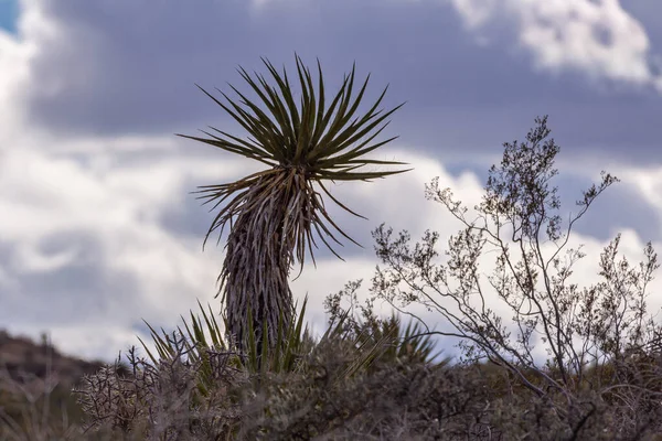Joshua Tree National Park Usa Dezember 2012 Mojave Yucca Kaktus — Stockfoto