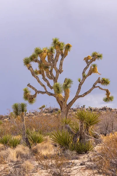 Joshua Tree National Park Usa Dezember 2012 Weitverzweigter Namensvetter Baum — Stockfoto