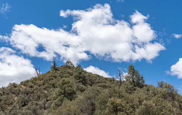 Los Padres Ulusal Ormanı Abd Mayıs 2021 Mavi Bulutların Altındaki — Stok fotoğraf