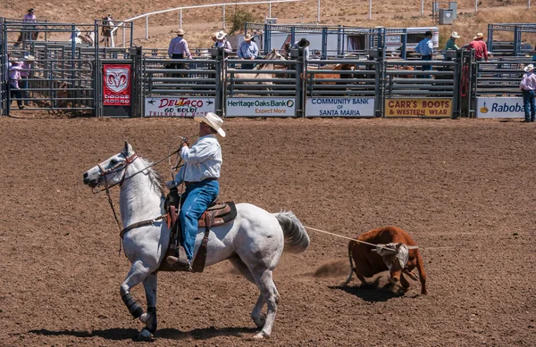 Santa Maria, CA, USA - 6 Haziran 2010: Rodeo. Beyaz atlı kovboy kement attı ve kahverengi toprağa kırmızı-kahverengi bir buzağı bağladı..