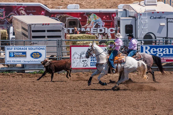 Santa Maria Usa Czerwca 2010 Rodeo Brązowy Cielę Łapię Lasso — Zdjęcie stockowe