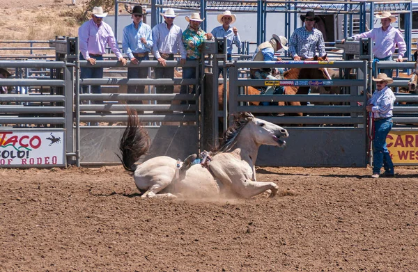 Santa Maria 2010年6月6日 ロデオ 白い馬が側面に落ち 汚れにカウボーイをドロップしながら ハンドラは 上を見て — ストック写真