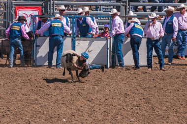 Santa Maria, CA, USA - 6 Haziran 2010: Rodeo. Çocuk, koyunların sırtından kahverengi arenaya şiddetle uçuyor. Yöneticiler burada,