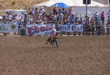 Santa Maria, CA, USA - 6 Haziran 2010: Rodeo buzağı bağlama egzersizi. At binicisi buzağıyı yakalamak ve ayaklarını bağlamak için atladı. Bir sürü seyirci..