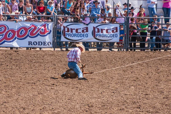 Santa Maria Usa June 2010 Rodeo Cowbou Has Immobilized Calf — Stock Photo, Image