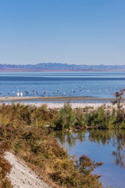 ABD, CA, Salton Sea - 28 Aralık 2012: NW kıyı şeridi üzerinde bir dere, yeşil ve kahverengi çalı, mavi su, beyaz pelikanlar ve açık mavi gökyüzü altındaki diğer kuşların portresi.