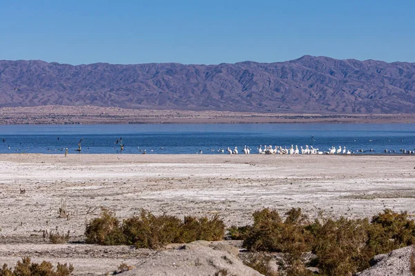 Usa Salton Sea Diciembre 2012 Bandadas Aves Pelícanos Blancos Reúnen — Foto de Stock