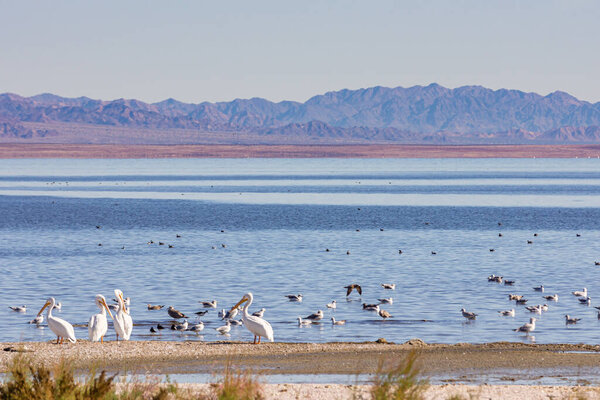 США, Калифорния, Солтон-Си - 28 декабря 2012 г.: Крупный план белых пеликанов и других птиц, собирающихся на побережье северо-западного побережья с легкой водой из лука, горы на горизонте под сине-серым небом.