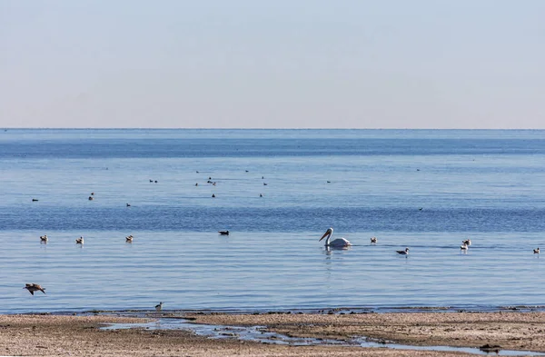 Usa Salton Sea December 2012 Kék Víz Bézs Homok Formában — Stock Fotó