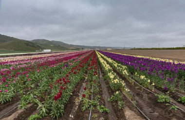 Lompoc, CA, ABD - 26 Mayıs 2021: İngiliz Stok çiçeklerinin farklı renklerdeki çizgilerinin yoğun gri bulutlar altında büyüdüğü uzun alan. Tepeler, bir kamyon ve çıplak arazi..