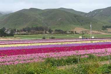 Lompoc, CA, ABD - 26 Mayıs 2021: İngiliz Stok çiçeklerinin farklı renklerde olduğu alanlar diğer yeşil alanlar önünde traktörler ve tepelerle sisli gökyüzünde büyüyor.