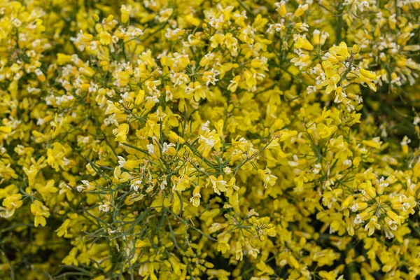 Lompoc Usa May 2021 Closeup Yellow Blooming Cauliflower Flowers Raised — Stock Photo, Image