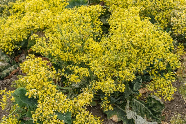ロンポック 米国カリフォルニア州 2021年5月26日 種のために育てられた黄色の開花カリフラワー植物の閉鎖 — ストック写真