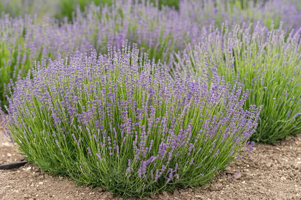 Lompoc Usa May 2021 Closeup Purple Lavender Blooming Plant Brown — Stock Photo, Image