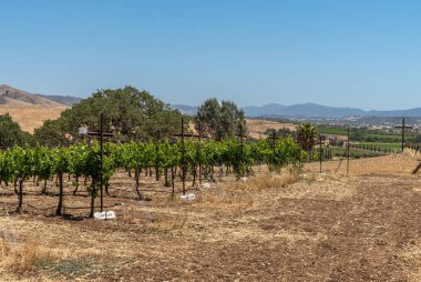 Santa Inez, CA, USA - 3 Nisan 2009 San Lorenzo Semineri. Mavi gökyüzünün altında kahverengi tepeleri olan küçük yeşil üzüm bağının daha geniş manzarası. Uzakta yeşil tarım alanları.
