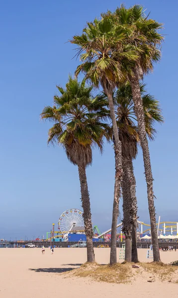 Santa Monica Usa Giugno 2013 Gruppo Palme Sulla Spiaggia Sabbiosa — Foto Stock