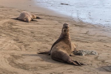 San Simeon, CA, USA - 12 Şubat 2014: Fil Seal Vista Point. Ağır erkek ulurken, küçük dişi onun önünde yatıyor ve diğer erkek de kumlu kumsala bakıyor..