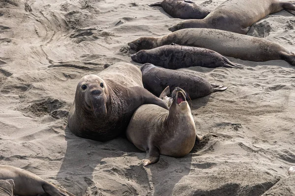 San Simeon Febrero 2014 Elephant Seal Vista Point Hembra Aleja — Foto de Stock