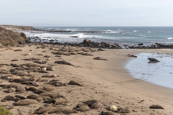 San Simeon Usa February 2014 Elephant Seal Vista Point Rookery Stock Picture