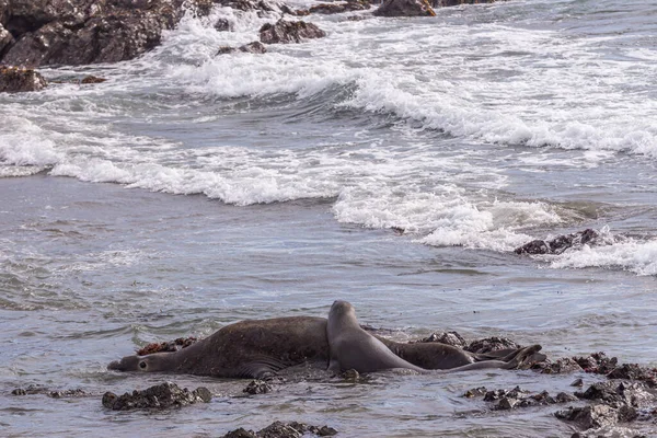 San Simeon Febrero 2014 Elephant Seal Vista Point Joven Hembra — Foto de Stock