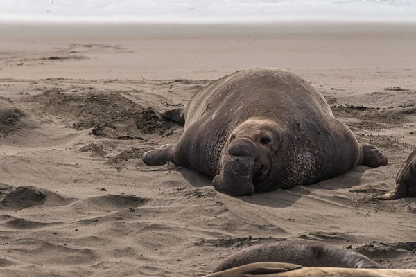 San Simeon Usa Februar 2014 Elephant Seal Vista Point Gesichtsaufnahme — Stockfoto