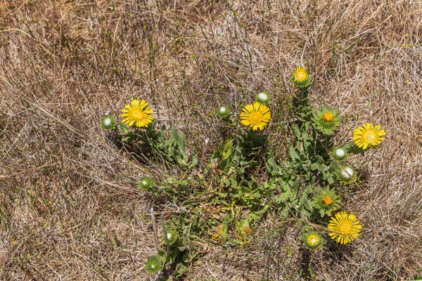 San Simeon Usa Juni 2021 Pazifikküste Nahaufnahme Von Curlycup Gumweed — Stockfoto