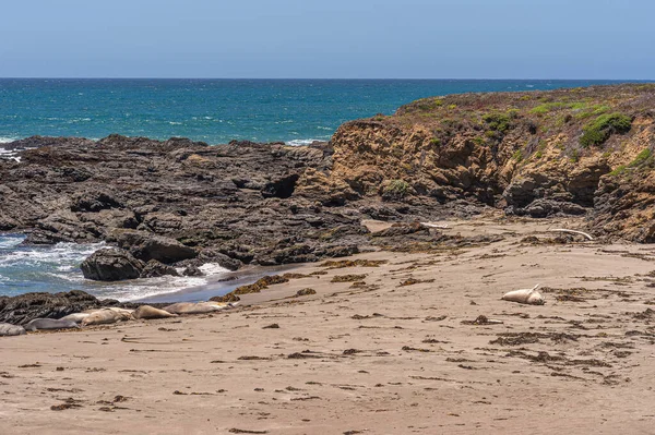 米国カリフォルニア州サンシメオン 2021年6月8日 町の北太平洋沿岸 黒と茶色の岩の後ろに砂のビーチで寝ている象のアザラシはほとんどいません — ストック写真