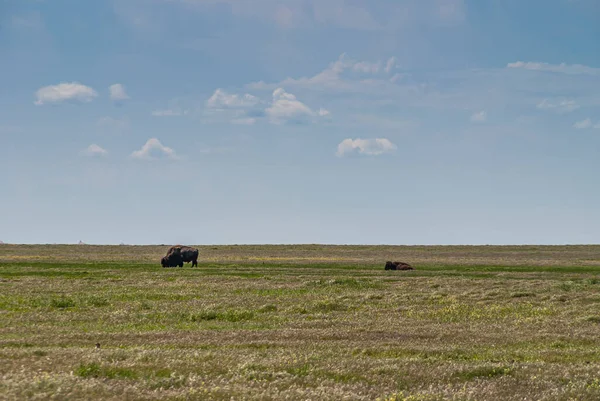 Badlands Ulusal Parkı Abd Haziran 2008 Açık Mavi Bulutlar Altında — Stok fotoğraf