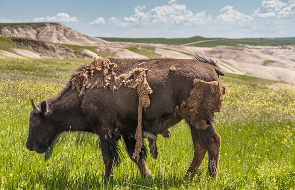 Badlands National Park Eua Junho 2008 Fechar Jovem Bisonte Perdendo — Fotografia de Stock