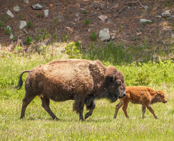 Black Hills, Keystone, SD, USA - May 31, 2008: Custer State Park. Closeup of brown mother bison with calf walking on green grass. Brown mountain flank as backdrop.