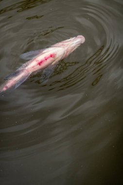 Gent, Flanders, Belçika - 30 Temmuz 2021: Leie nehrinde karnı ağrıyan yaralı balıklar. Muhtemelen tekne motorundan yaralanmıştır..