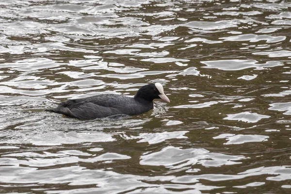 Gent Flandes Bélgica Julio 2021 Acercamiento Bota Negra Con Pico — Foto de Stock