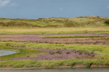 Knokke-Soygunu, Flanders, Belçika - 6 Ağustos 2021: Zwin Doğa Koruma Alanı. Mor Zwinneblommen (Zwin 'e özgü çiçekler) mavi gökyüzünün altındaki kum tepelerinin önündeki yeşil otlar arasında yayıldı.