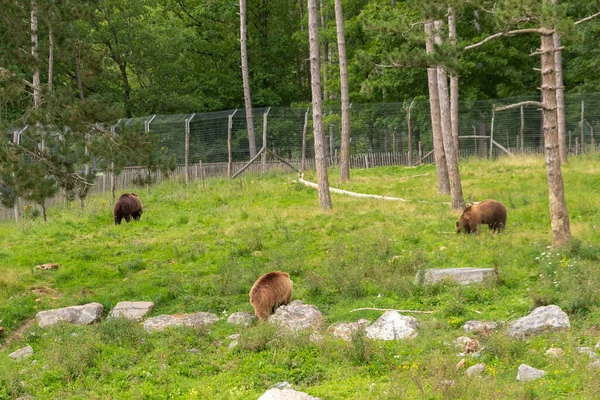 Han Sur Lesse Vallonia Belgia Elokuuta 2021 Wildpark Ruskeat Karhut — kuvapankkivalokuva