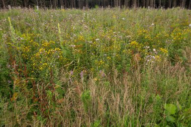 Transinne, Wallonia, Belçika - 10 Ağustos 2021: Euro Space Center. Sarı, mor ve beyaz renklerde yabani çiçeklerle dolu yeşil alan.