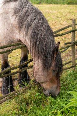 Genk, Belçika - 11 Ağustos 2021: Domein Bokrijk. Roan renginde Belçika işçi atı kafası daha yeşil otlar için çitin üzerinden uzanıyor..